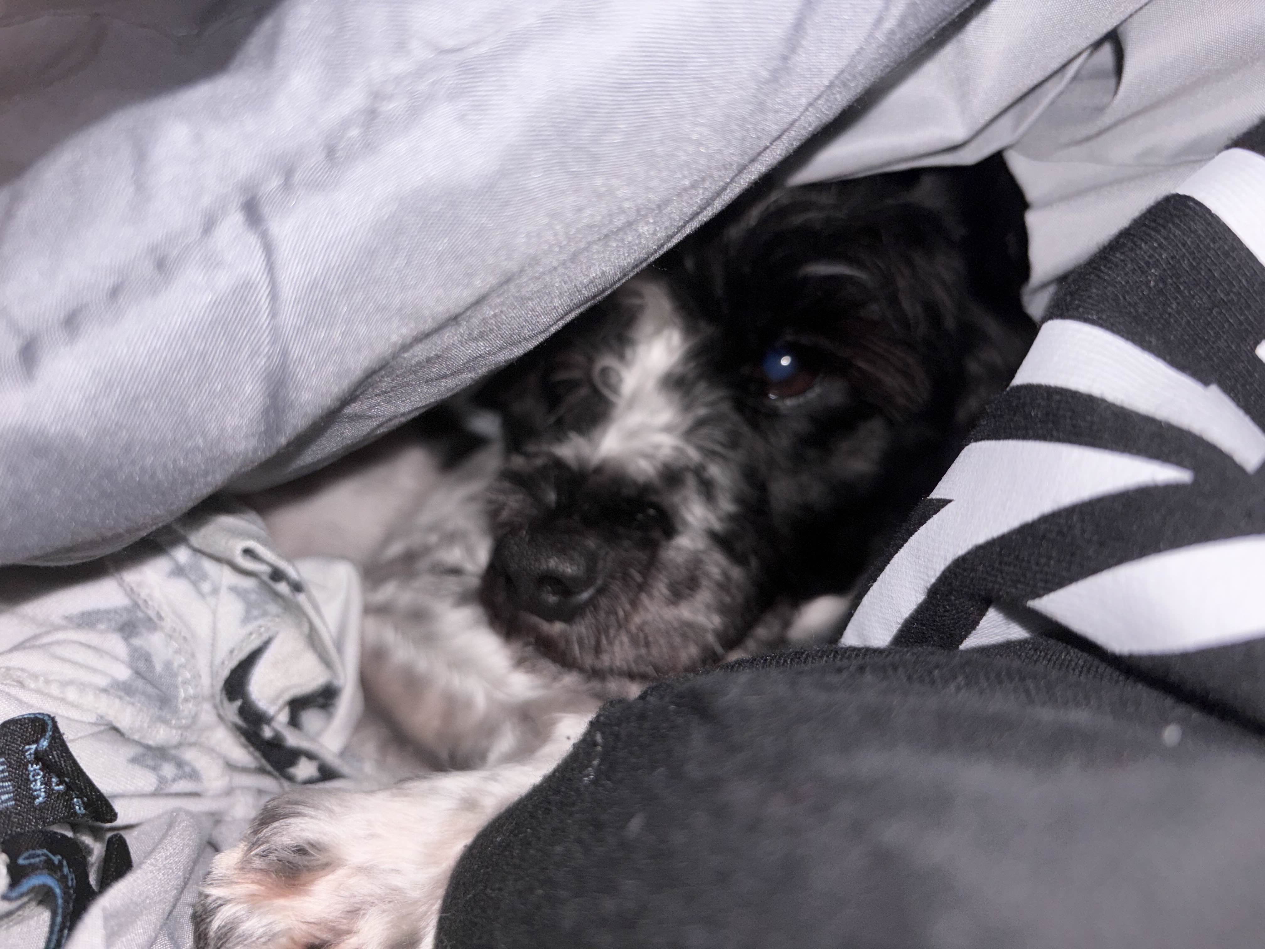 Milo the miniature schnauzer resting under a blanket